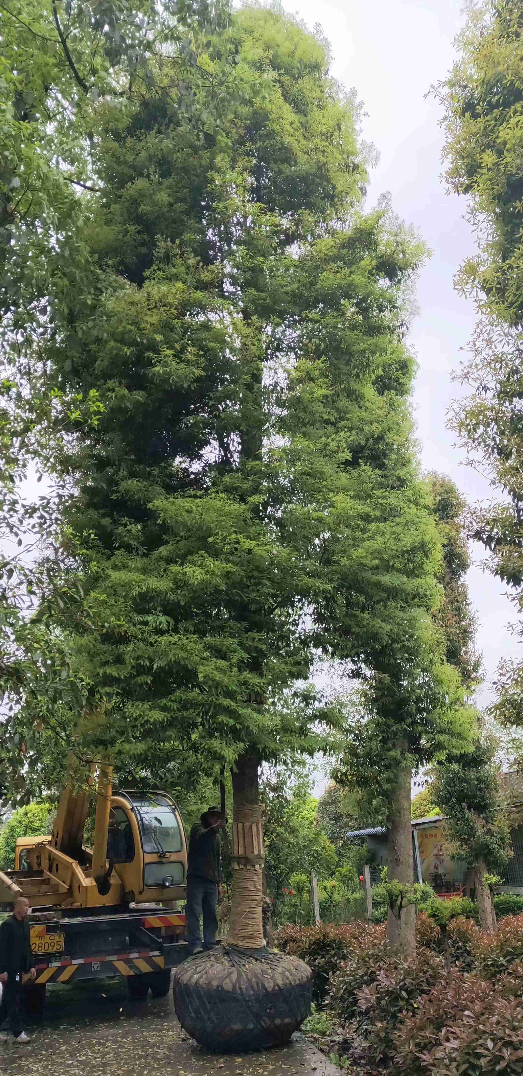 桢楠树 - 乔灌木 - 成都苗多多园林工程有限公司